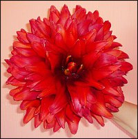 www.floristic.ru - . 