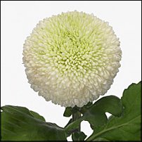 www.floristic.ru - . "Just Chrysanthemum"  )