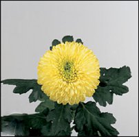 www.floristic.ru - . "Just Chrysanthemum"  )