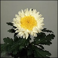 www.floristic.ru - . "Just Chrysanthemum"  )