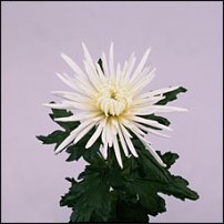 www.floristic.ru - . "Just Chrysanthemum"  )