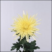 www.floristic.ru - . "Just Chrysanthemum"  )