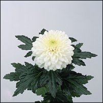 www.floristic.ru - . "Just Chrysanthemum"  )