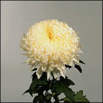 www.floristic.ru - . "Just Chrysanthemum"  )