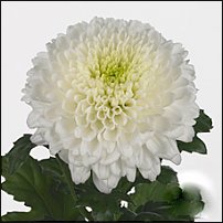 www.floristic.ru - . "Just Chrysanthemum"  )