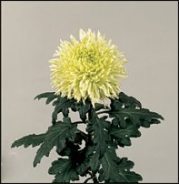 www.floristic.ru - . "Just Chrysanthemum"  )