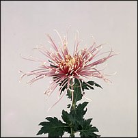 www.floristic.ru - . "Just Chrysanthemum"  )