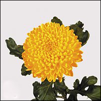 www.floristic.ru - . "Just Chrysanthemum"  )