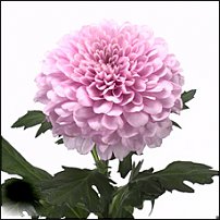 www.floristic.ru - . "Just Chrysanthemum"  )