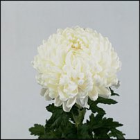 www.floristic.ru - . "Just Chrysanthemum"  )