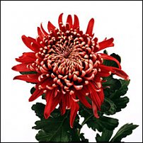 www.floristic.ru - . "Just Chrysanthemum"  )