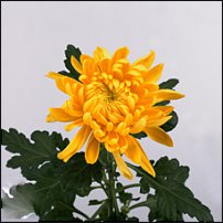 www.floristic.ru - . "Just Chrysanthemum"  )