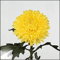 www.floristic.ru - . "Just Chrysanthemum"  )