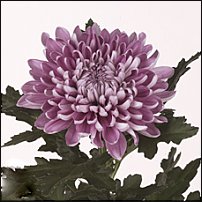 www.floristic.ru - . "Just Chrysanthemum"  )