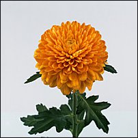 www.floristic.ru - . "Just Chrysanthemum"  )