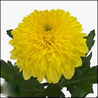 www.floristic.ru - . "Just Chrysanthemum"  )