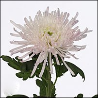 www.floristic.ru - . "Just Chrysanthemum"  )