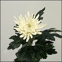 www.floristic.ru - . "Just Chrysanthemum"  )