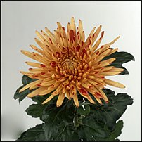 www.floristic.ru - . "Just Chrysanthemum"  )