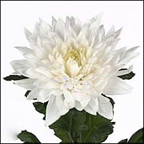 www.floristic.ru - . "Just Chrysanthemum"  )