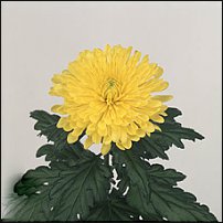 www.floristic.ru - . "Just Chrysanthemum"  )