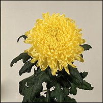 www.floristic.ru - . "Just Chrysanthemum"  )