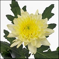 www.floristic.ru - . "Just Chrysanthemum"  )