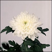 www.floristic.ru - . "Just Chrysanthemum"  )