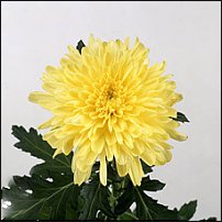 www.floristic.ru - . "Just Chrysanthemum"  )