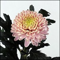 www.floristic.ru - . "Just Chrysanthemum"  )