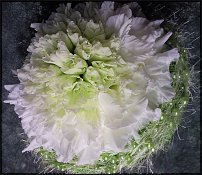 www.floristic.ru - . 