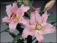 www.floristic.ru - . (Lilium)