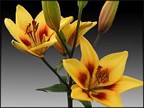 www.floristic.ru - . (Lilium)