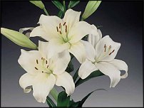 www.floristic.ru - . (Lilium)