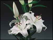 www.floristic.ru - . (Lilium)