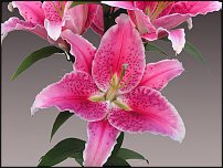 www.floristic.ru - . (Lilium)