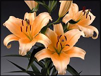 www.floristic.ru - . (Lilium)