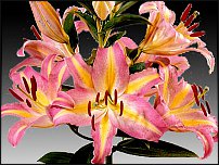 www.floristic.ru - . (Lilium)