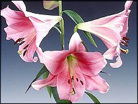 www.floristic.ru - . (Lilium)