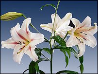 www.floristic.ru - . (Lilium)