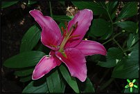 www.floristic.ru - . (Lilium)
