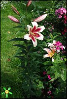 www.floristic.ru - . (Lilium)