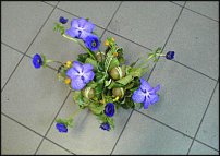 www.floristic.ru - .      