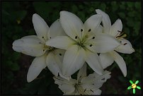 www.floristic.ru - . (Lilium)