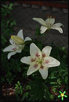 www.floristic.ru - . (Lilium)