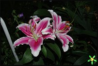 www.floristic.ru - . (Lilium)