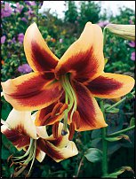 www.floristic.ru - . (Lilium)