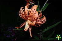 www.floristic.ru - . (Lilium)