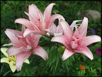 www.floristic.ru - . (Lilium)