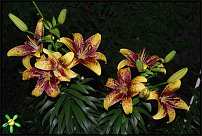 www.floristic.ru - . (Lilium)